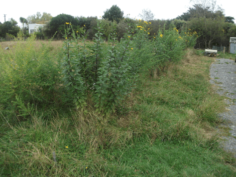 Screen Shot 2016-03-20 at 6.47.43 am