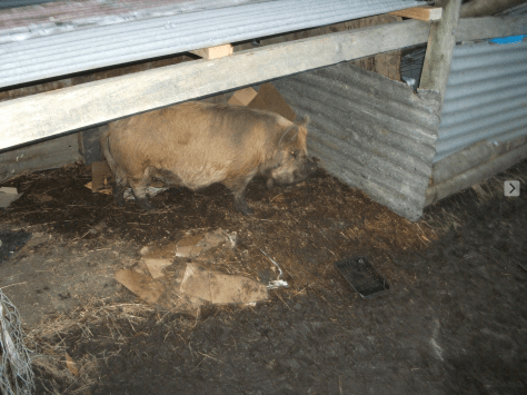 Screen Shot 2016-05-26 at 5.33.56 pm