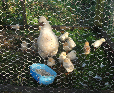 Screen Shot 2016-05-26 at 5.34.22 pm