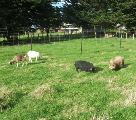 Screen Shot 2016-05-26 at 5.37.09 pm