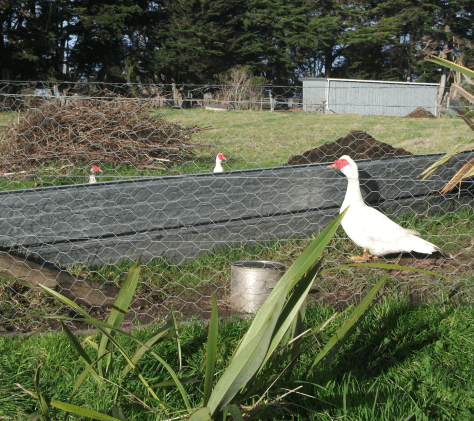 Screen Shot 2016-05-26 at 5.38.53 pm