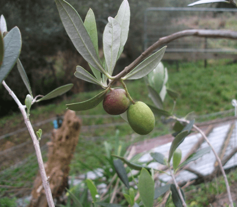 Screen Shot 2016-06-18 at 6.24.32 am