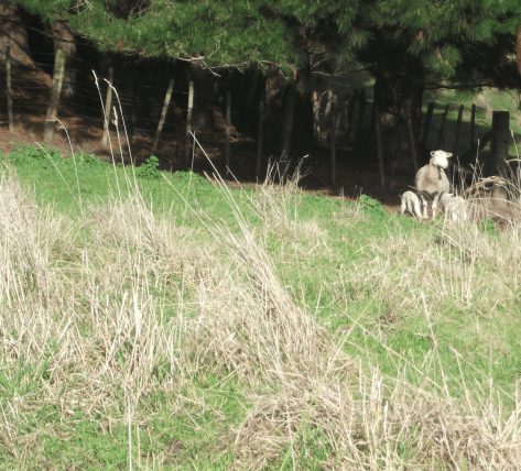 Screen Shot 2016-07-05 at 12.25.06 pm