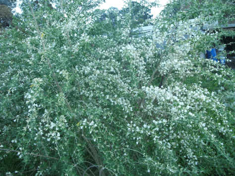 Screen Shot 2016-07-05 at 12.25.55 pm