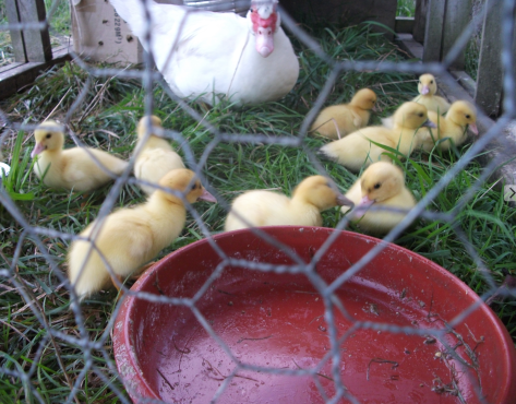 Screen Shot 2016-07-05 at 12.26.30 pm