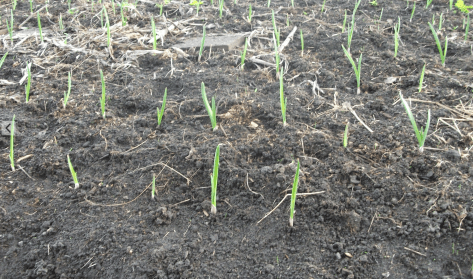 Screen Shot 2016-07-05 at 12.26.47 pm