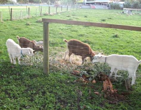 Screen Shot 2016-07-05 at 12.28.04 pm