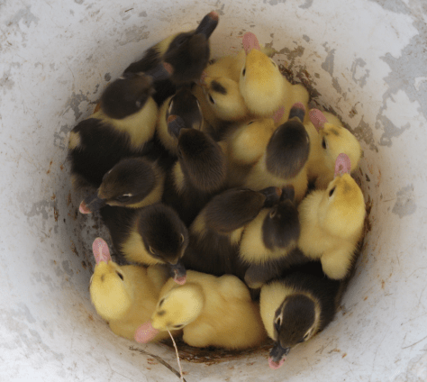 Screen Shot 2016-07-07 at 6.37.19 pm