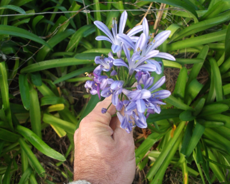 Screen Shot 2016-07-09 at 6.07.45 am