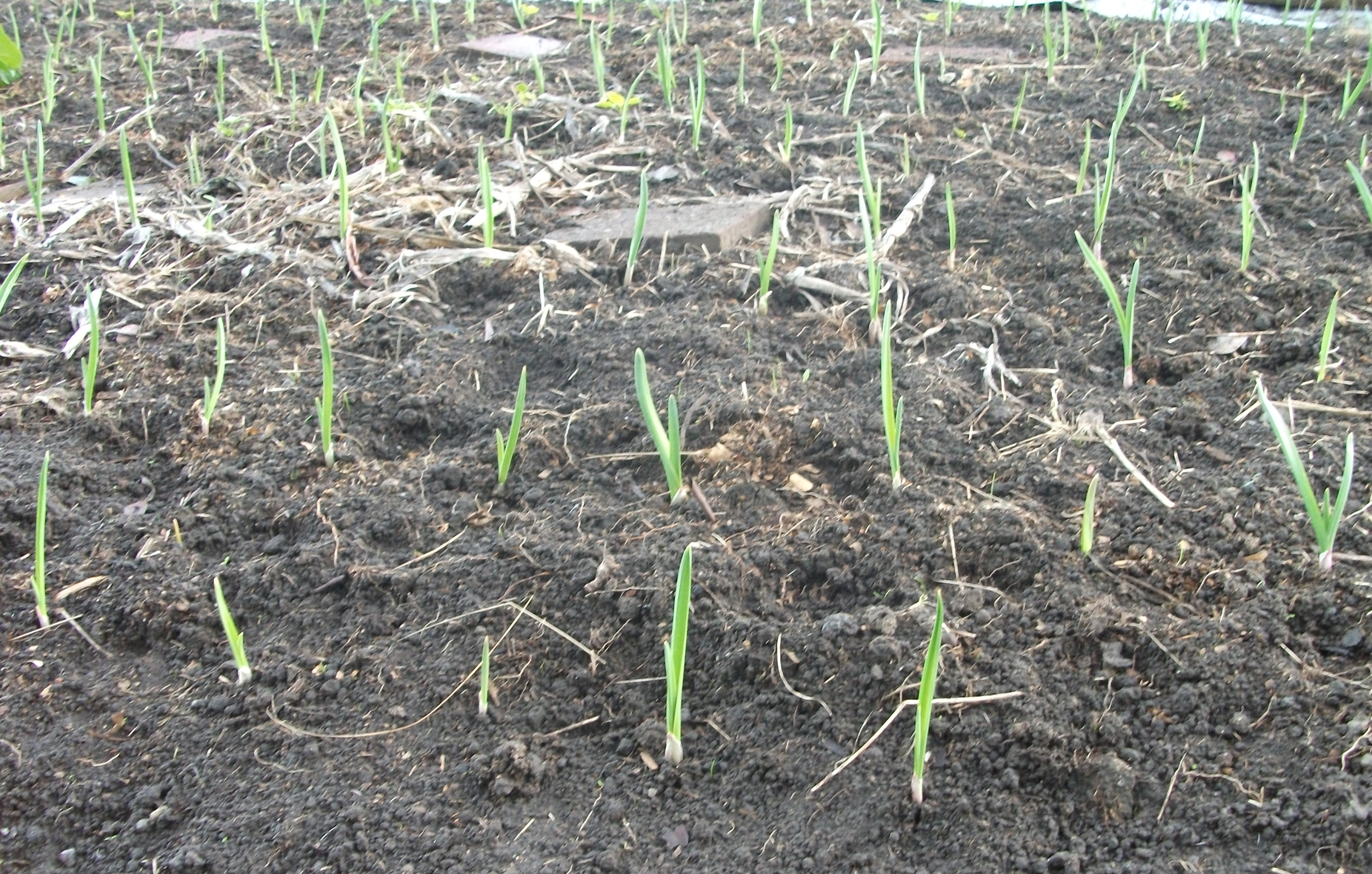 Screen Shot 2016-07-11 at 4.38.57 pm