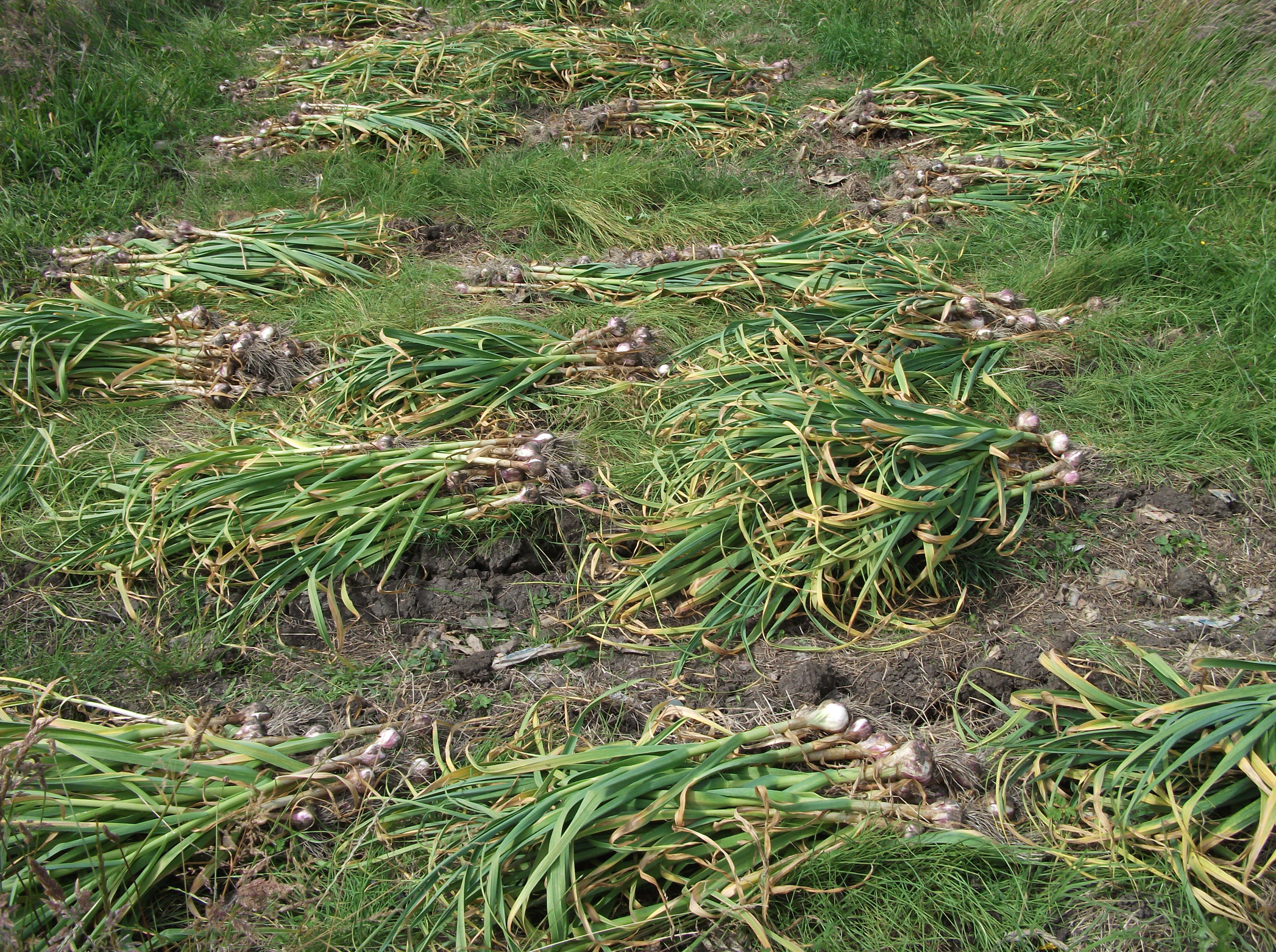 Screen Shot 2016-07-11 at 4.42.27 pm