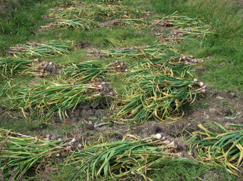 Screen Shot 2016-07-11 at 4.42.27 pm