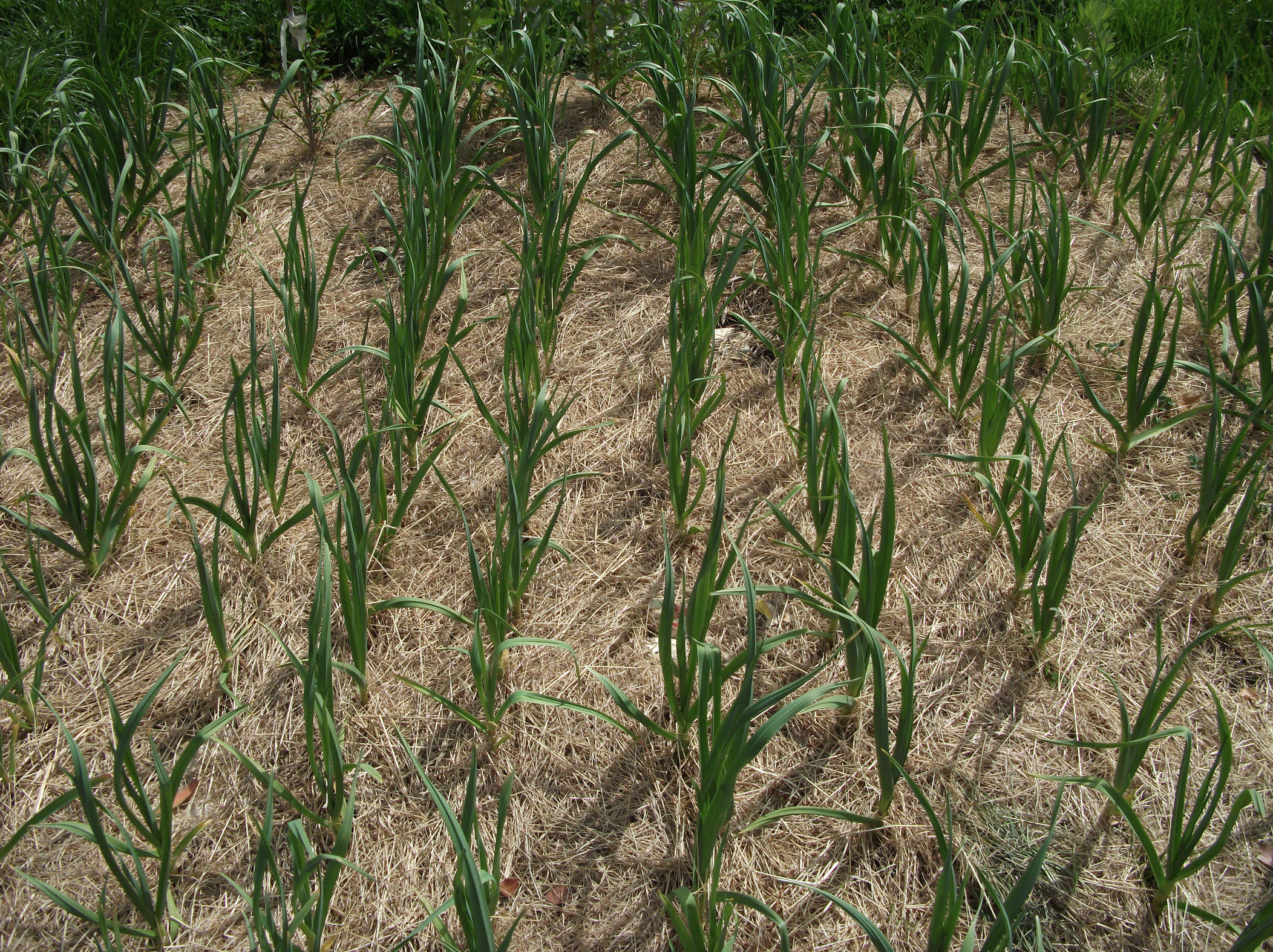 Screen Shot 2016-07-11 at 4.46.27 pm