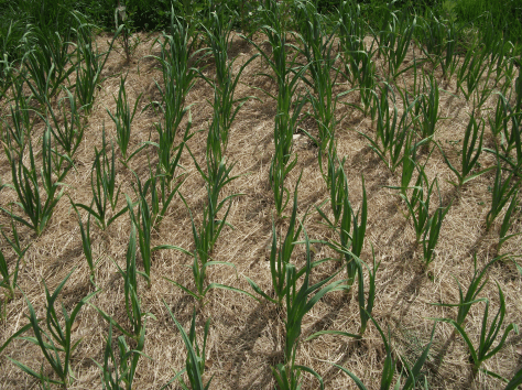 Screen Shot 2016-07-11 at 4.46.27 pm