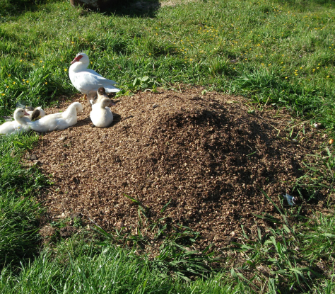 Screen Shot 2016-07-11 at 4.47.33 pm