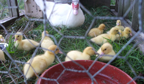 Screen Shot 2016-07-17 at 6.31.53 am