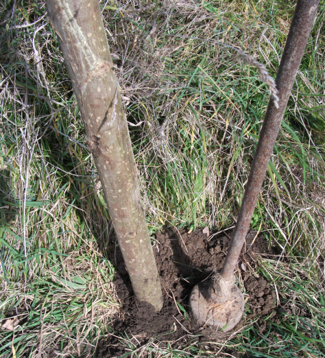 Screen Shot 2016-07-24 at 7.49.16 am