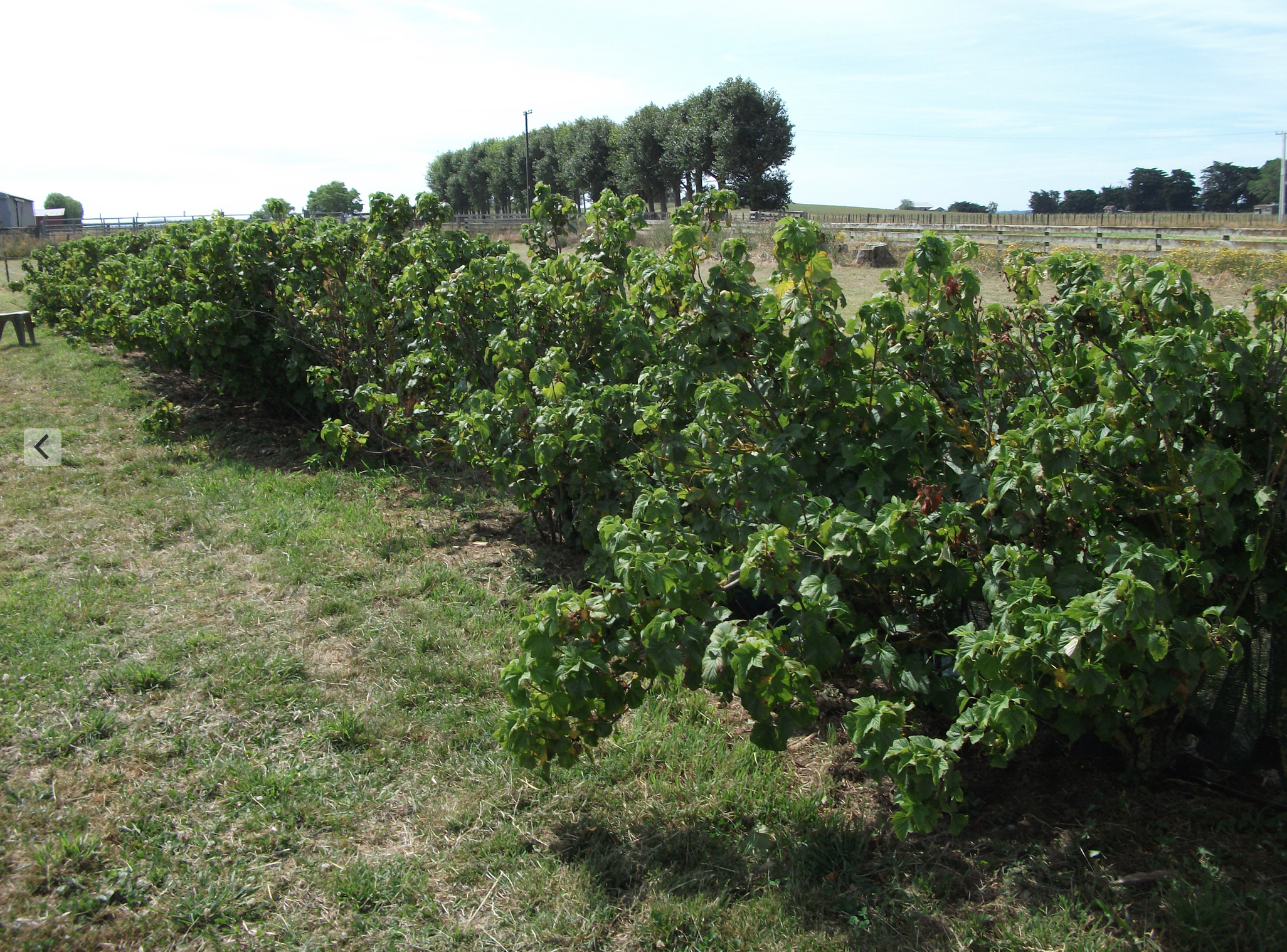 Screen Shot 2016-05-31 at 11.13.45 am