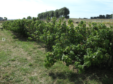 Screen Shot 2016-05-31 at 11.13.45 am