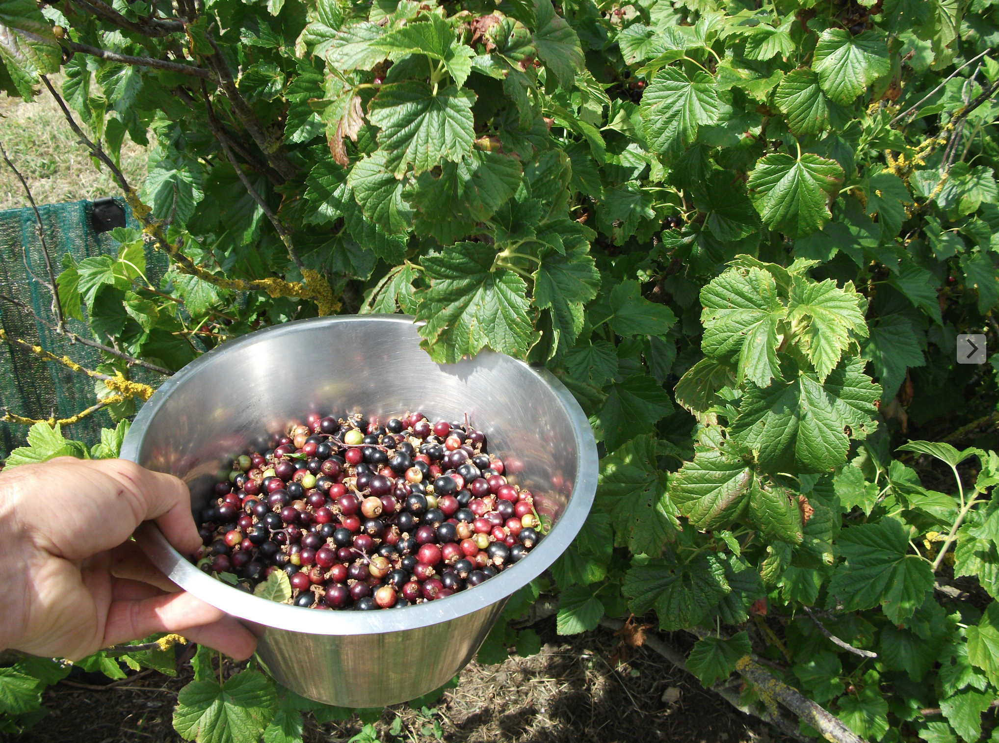 Screen Shot 2016-05-31 at 11.13.54 am