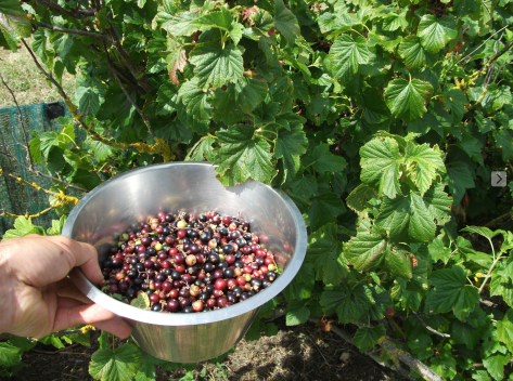 Screen Shot 2016-05-31 at 11.13.54 am