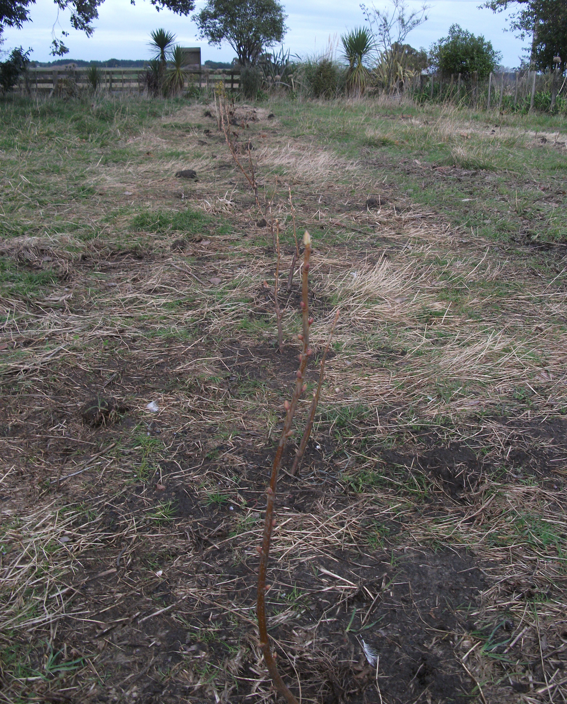 Screen Shot 2016-08-05 at 6.49.29 am