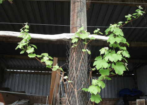 screen-shot-2016-10-14-at-2-36-13-pm