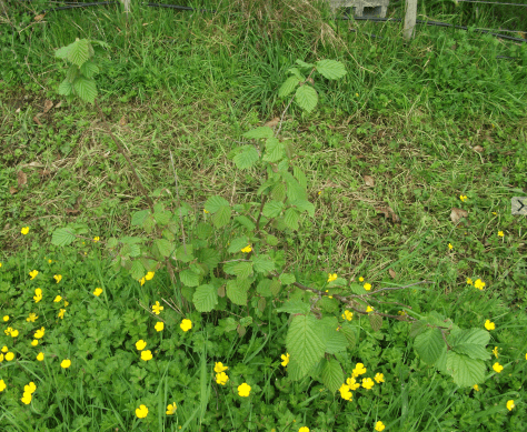 screen-shot-2016-10-14-at-2-36-52-pm