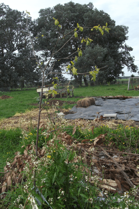 screen-shot-2016-10-14-at-2-36-59-pm