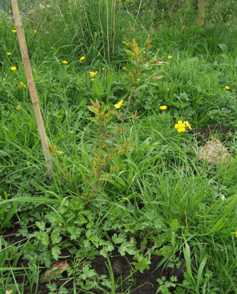 screen-shot-2016-10-14-at-2-37-07-pm