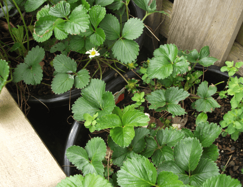 screen-shot-2016-10-14-at-2-37-27-pm