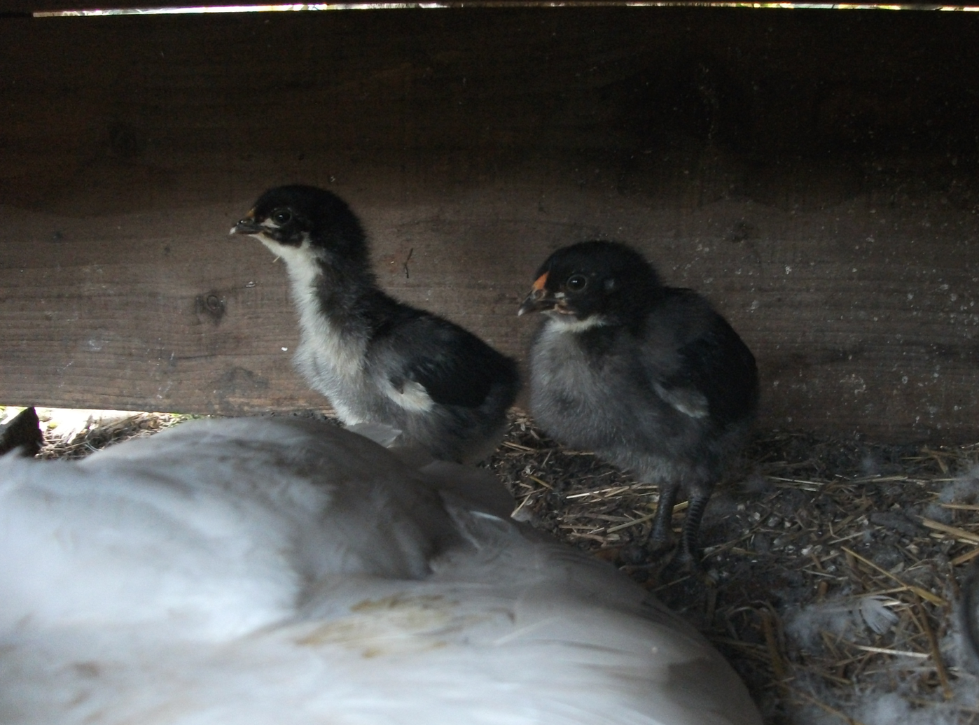 screen-shot-2016-10-27-at-12-20-35-pm