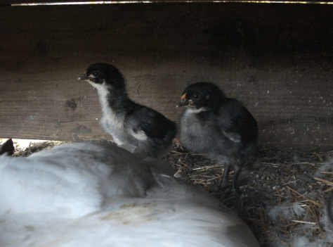 screen-shot-2016-10-27-at-12-20-35-pm