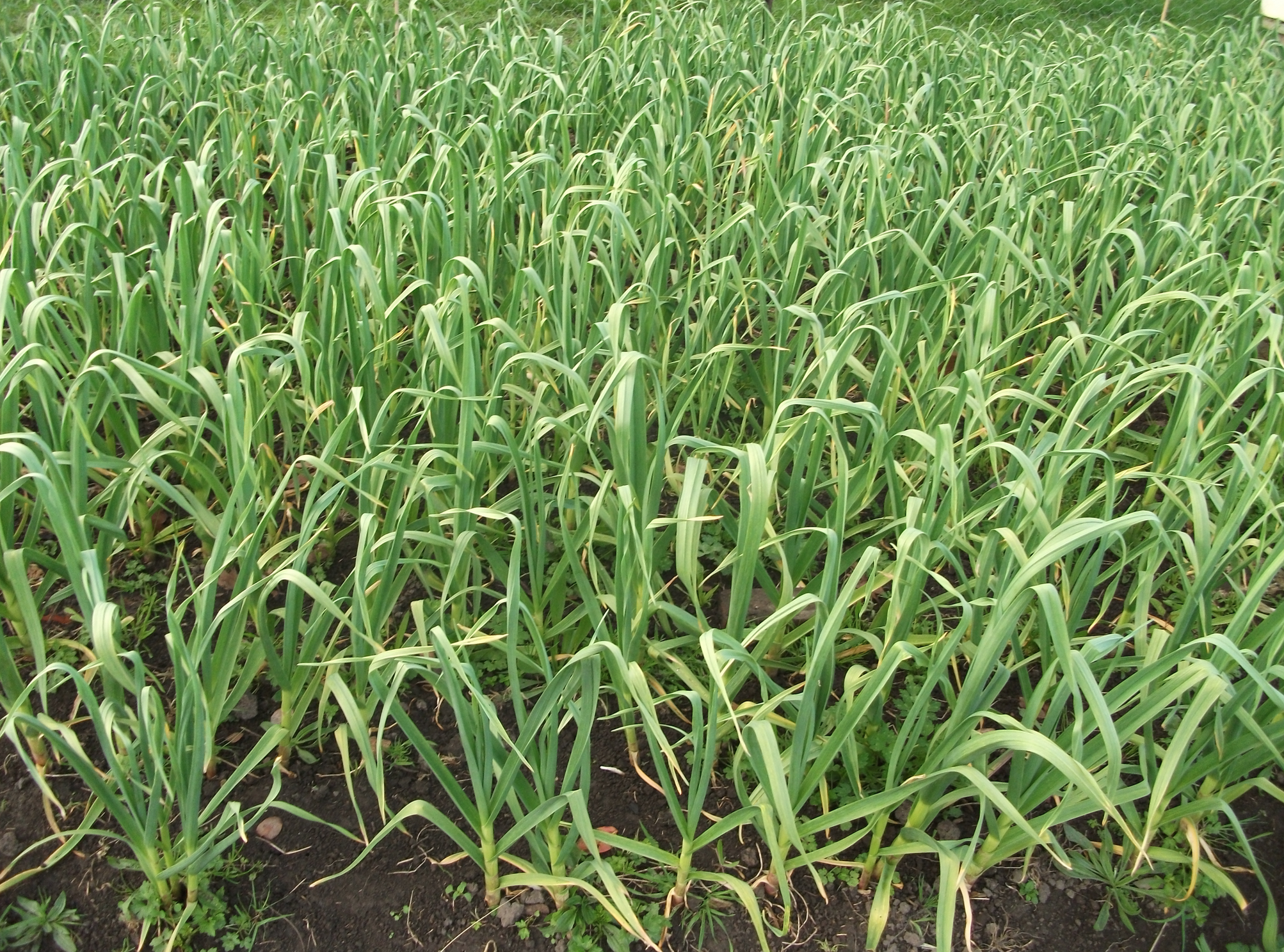 screen-shot-2016-10-27-at-12-20-50-pm