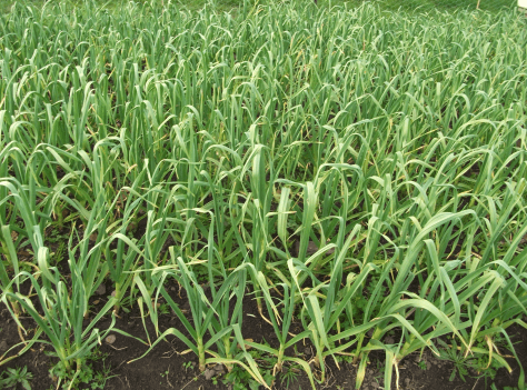 screen-shot-2016-10-27-at-12-20-50-pm