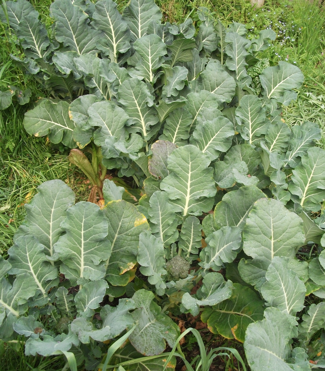 screen-shot-2016-10-27-at-12-21-59-pm