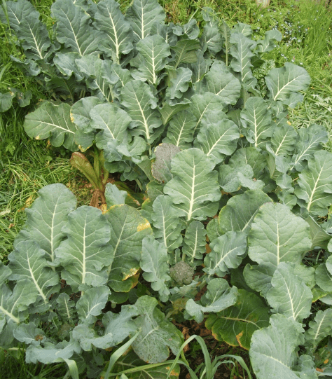 screen-shot-2016-10-27-at-12-21-59-pm