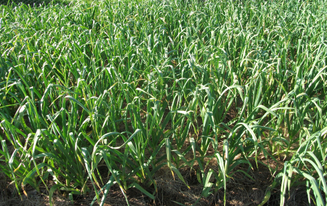 screen-shot-2016-11-15-at-6-40-09-am