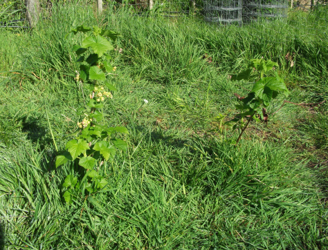 screen-shot-2016-11-15-at-6-40-24-am