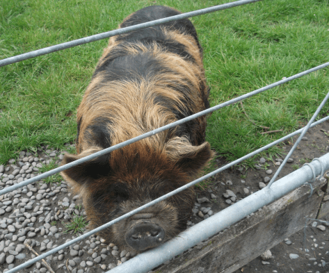 screen-shot-2016-11-15-at-6-42-33-am