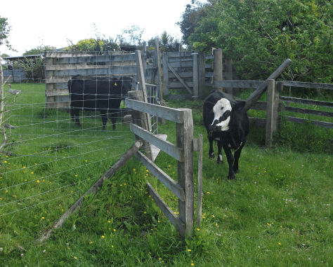 screen-shot-2016-11-15-at-6-43-00-am