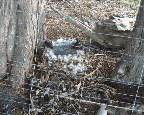 screen-shot-2016-11-15-at-6-43-09-am