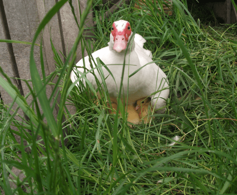 screen-shot-2016-11-15-at-6-43-25-am