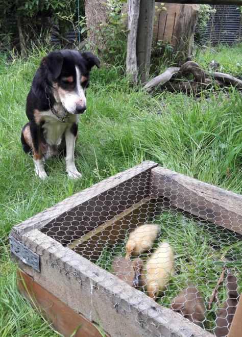 screen-shot-2016-12-07-at-6-11-10-am