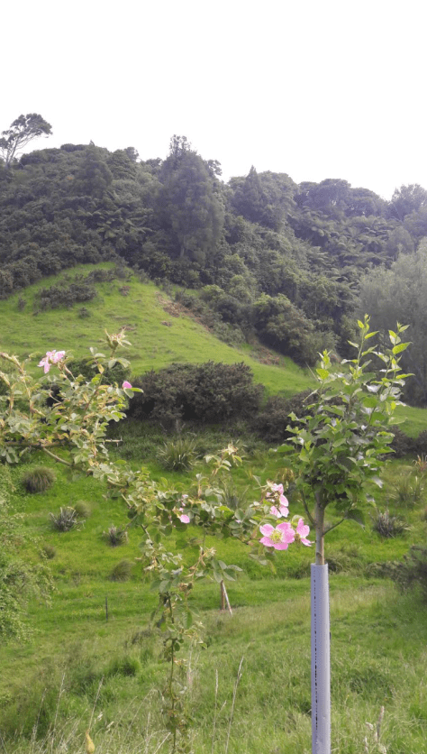 screen-shot-2016-12-07-at-6-11-23-am