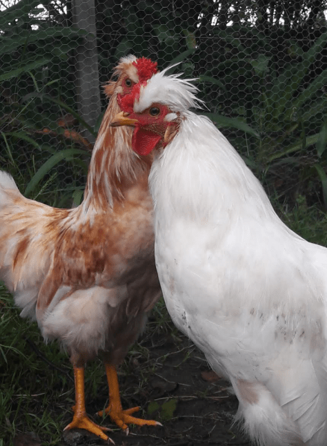 screen-shot-2016-12-07-at-6-11-33-am