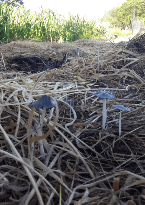 screen-shot-2016-12-07-at-6-11-44-am