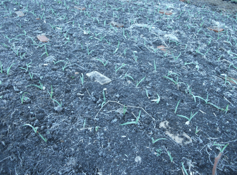 screen-shot-2016-12-17-at-7-02-18-am