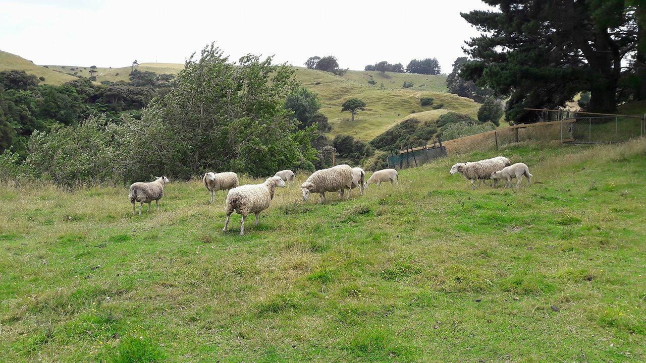 16129846_10211495301045548_431072028_o