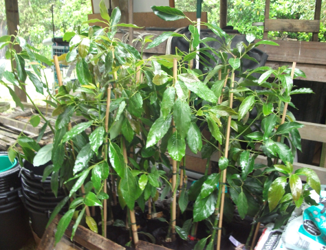 screen-shot-2017-01-02-at-9-04-30-am